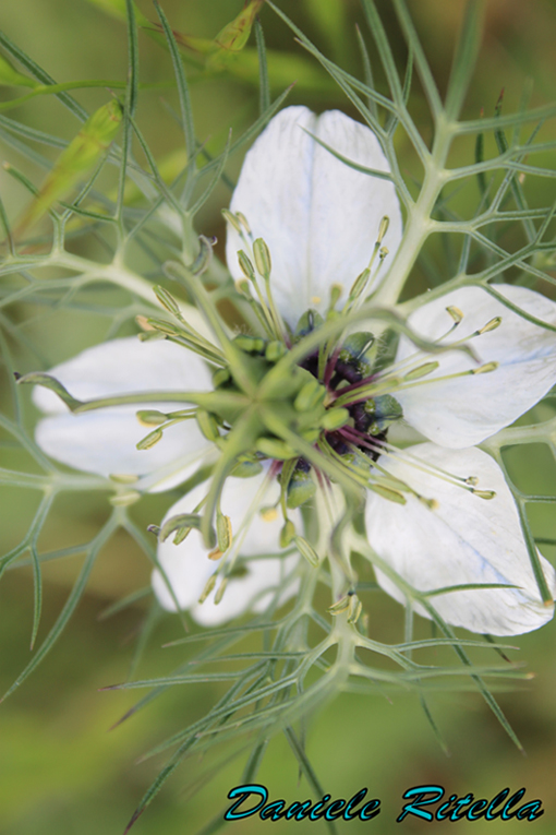 Nigella damascena